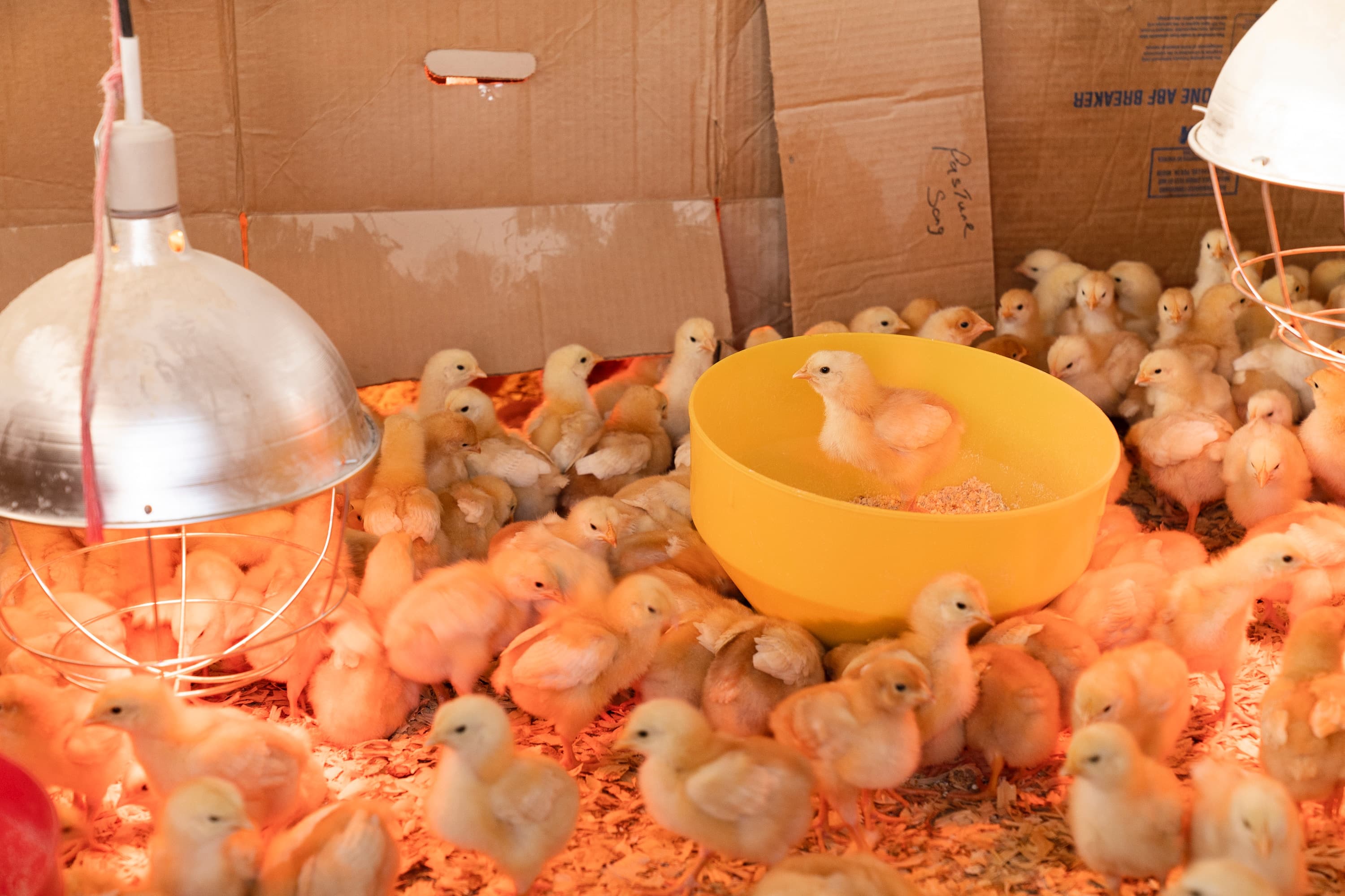 Our Poultry Farm