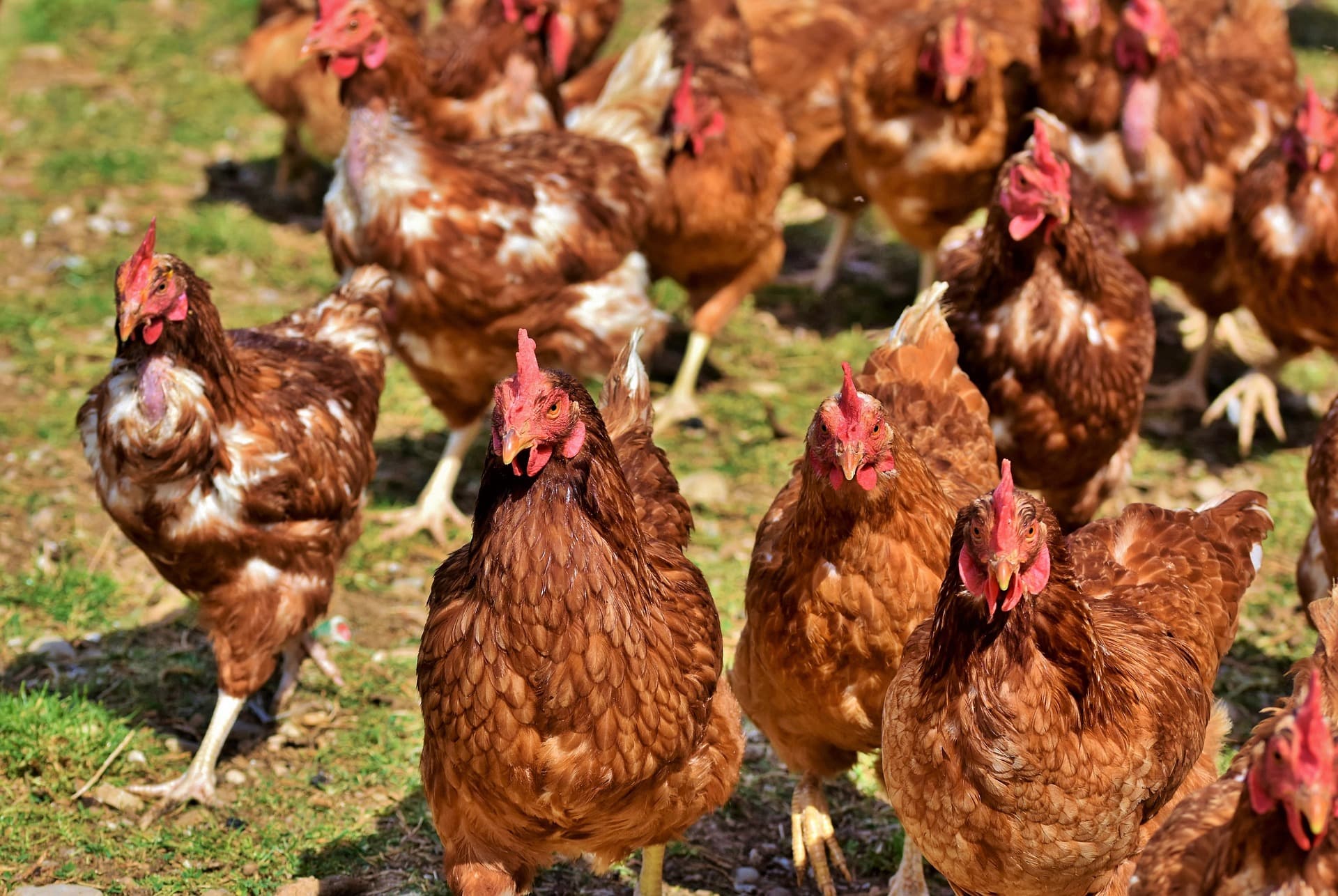 Healthy Adult Poultry Birds
