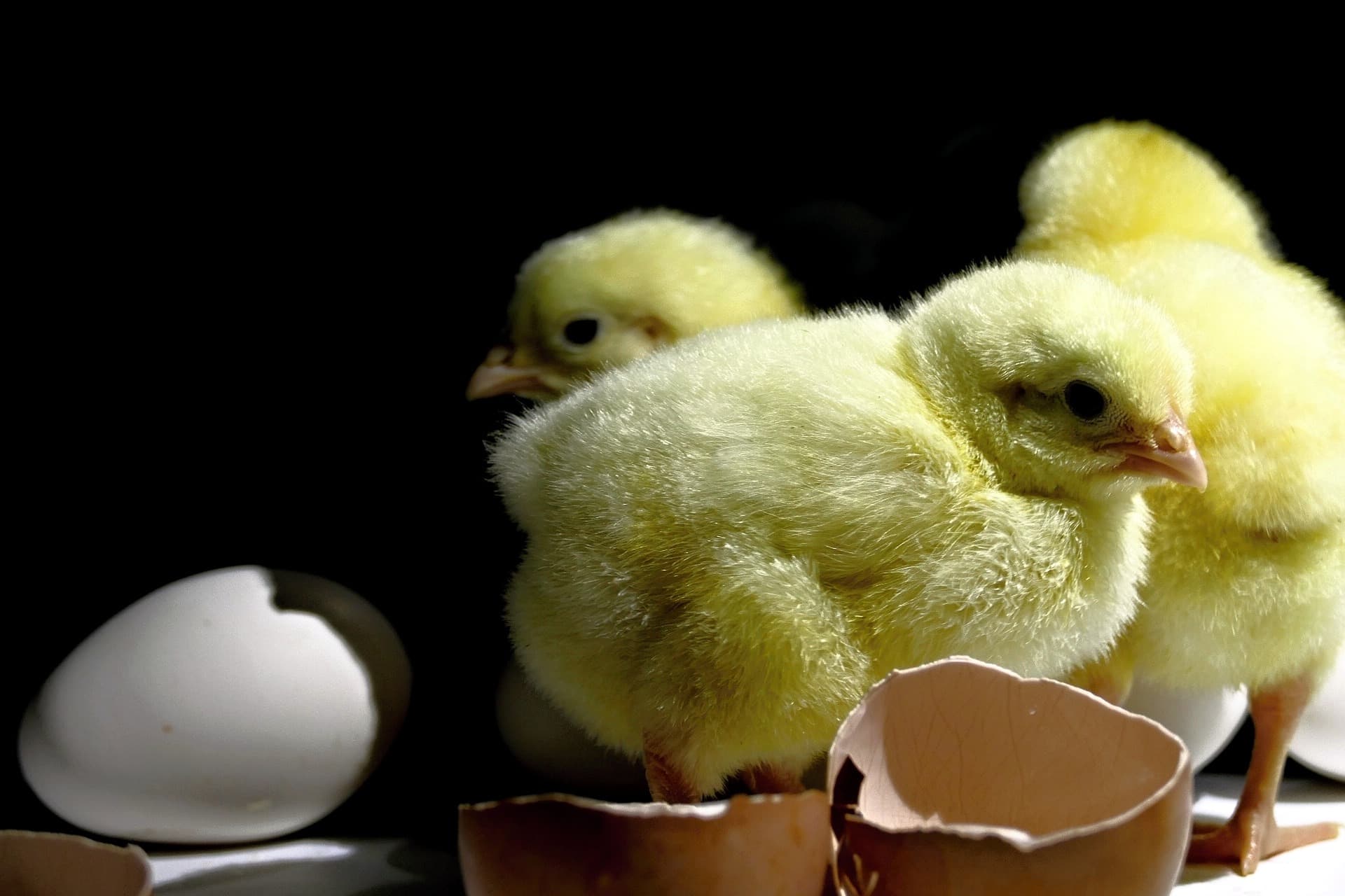 Day Old Chicks