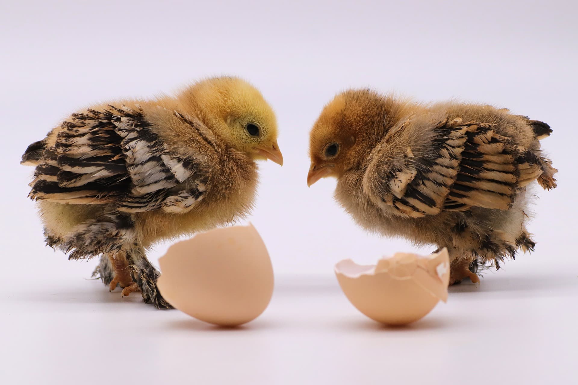 Week Old Chicks